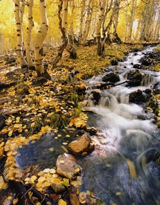 Aspen Creek.jpg